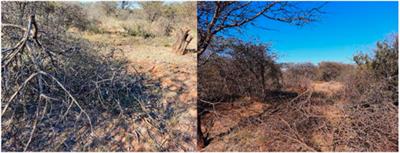 Veld restoration strategies in South African semi-arid rangelands. Are there any successes?—A review